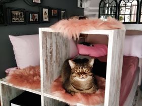 Britisch Kurzhaar Mix