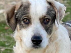 Ildiko, geb. ca. 12/2018, lebt in GRIECHENLAND, auf einem Gelände, auf dem die Hunde notdürftig vers