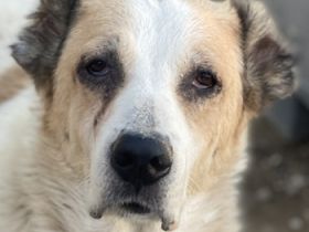 Jorma, geb. ca. 03/2016, lebt in GRIECHENLAND, im städt. Tierheim Serres