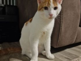 Maine Coon Mix Kitten / Kater