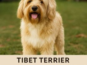 Deckrüde Tibet Terrier in gold (kein Zobel) mit Papieren (Champion)