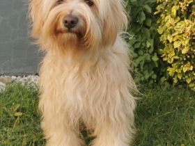 Deckrüde Tibet Terrier in gold mit Papieren (Champion)