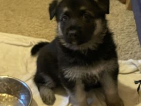 Welpen Deutscher Schäferhund