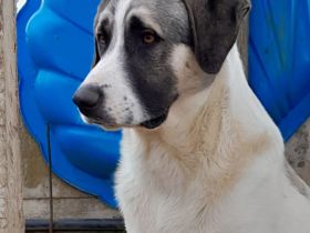 Junghund Gizmo / männlich / derzeit noch in Griechenland