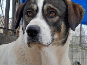 Junghund Harley / männlich / derzeit noch in Griechenland