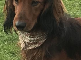 Deckrüde;Bildschöner Langhaardackel 6 Kilo, rot mit Deckhaar mit Papieren