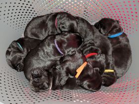 6 Zuckersüße Welpen suchen noch ein Zuhause