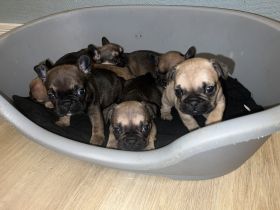 Französische Bulldogge