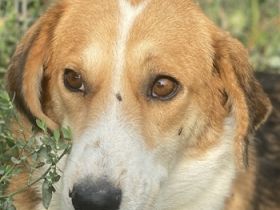 Katja, geb. ca. 12/2019, lebt in GRIECHENLAND, im städt. Tierheim Serres