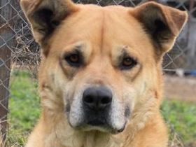 Macarena, geb. ca. 06/2019, lebt in GRIECHENLAND, im städt. Tierheim Serres