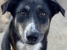 Mareen, geb. 12/2017, lebt in GRIECHENLAND, im städt. Tierheim Serres