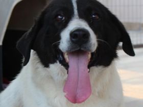 Mariel, geb. ca. 08/2016 , lebt in GRIECHENLAND, bei Kassiani in Serres