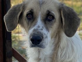 Meraki, geb. ca. 03/2019, lebt in GRIECHENLAND, im städt. Tierheim Serres