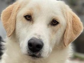 Nami, geb. ca. 12/2019, lebt in GRIECHENLAND, im städt. Tierheim Serres