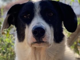 Neville, geb. ca. 03/2019, lebt in GRIECHENLAND, im städt. Tierheim Serres