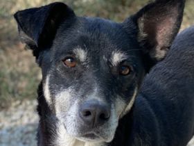 Nike, geb. ca. 09/2016, lebt in GRIECHENLAND, im städt. Tierheim Serres