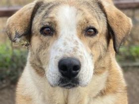 Philina, geb. ca. 11/2019, lebt in GRIECHENLAND, im städt. Tierheim Serres