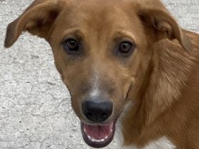 Rahel, geb. ca. 05/2021, lebt in GRIECHENLAND, auf einer privaten Pflegestelle