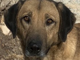 Sheryl, geb. ca. 01/2017, lebt in GRIECHENLAND, im städt. Tierheim Serres