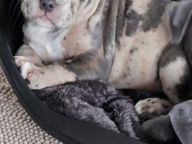 Old englisch Bulldog Welpen