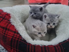 3x Britisch Kurzhaar Kitten grau grau /Tabby Kater