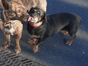 Gassi gehen in 63811 Stockstadt