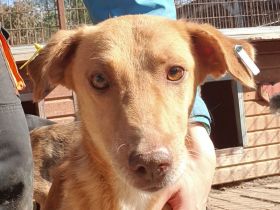 SANTOS  ca. 3 1/2-jähriger, aktiver, wunderschöner Rüde, ca.44 cm, anhänglicher, verspielter Rüde