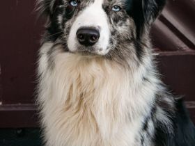 Miniature Australian Shepherd Deckrüde