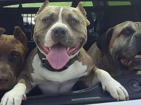 Bulldoggen mix Welpen