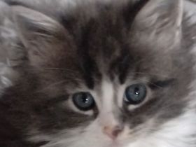 Drei Maine Conn Mädchen mit Stammbaum