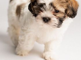 Shih tzu Malteser Welpen
