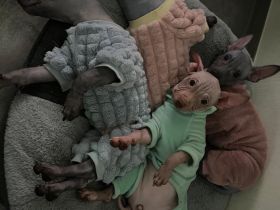 Welpen. American Hairless Terrier. Mit Schnurrbart.