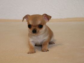 Wunderschöne Chihuahua-Welpen