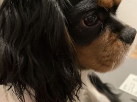 Cavalier King Charles Welpen