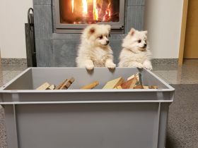 Zwergspitz Pomeranian Welpen mit EU Ausweis