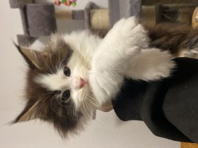Maine Coon Babykatze