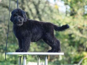Schwarze Russische Terrier Welpen