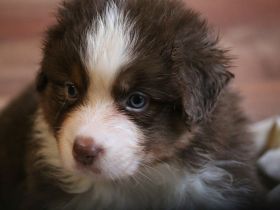Australian Shepherd Welpen ASCA Papiere umfangreiche Untersuchungen
