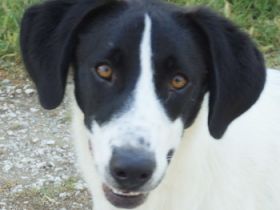 Rowan, geb. ca. 11/2018, lebt in GRIECHENLAND, im städt. Tierheim Serres