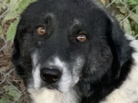 Harwin, geb. ca. 11/2018, lebt in GRIECHENLAND, im städt. Tierheim Serres