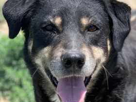 Nabucco, geb. ca. 01/2019, lebt in GRIECHENLAND, im städt. Tierheim Serres