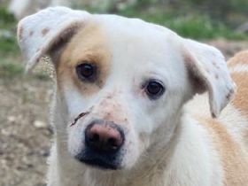 Lono, geb. ca. 06/2020, lebt in GRIECHENLAND, auf einer privaten Pflegestelle