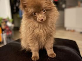 Pomeranian
