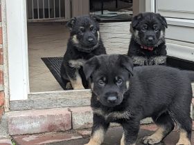 Entwicklung vom Welpen zum Junghund erleben