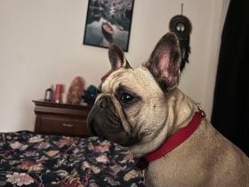 Franzuzische buldog zum verkaufen Hündin FCI-Abstammung