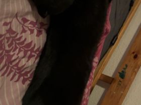 Bkh + Bombay Mix Kater verkaufen