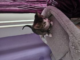 Kleine Katzen Kinder  10 Wochen alt suchen noch