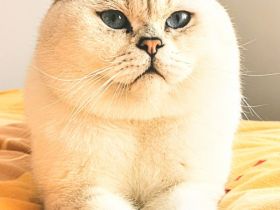 Deckkater BKH Silber Schadet mit blauen Augen Bg. A