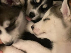 Husky welpen reinrassig