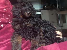 Pudel Zwergpudel Welpen